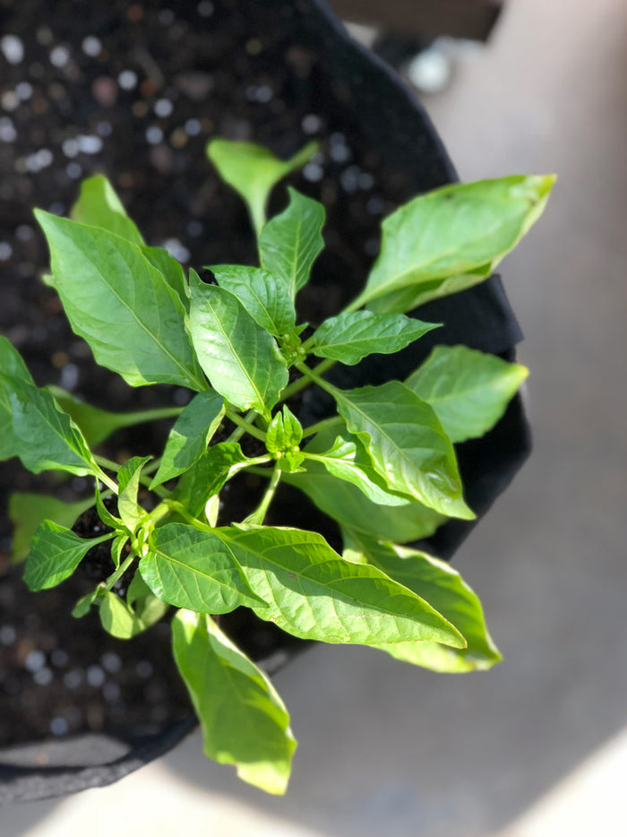 America Grows Garden Kit‎ with pepper + herbs