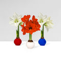 America250 Waxed Amaryllis Bulb Trio‎ with white + sovereign blooms
