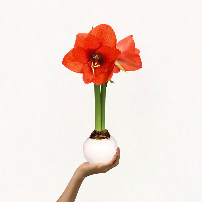 America250 Waxed Amaryllis Bulb Trio‎ with white + sovereign blooms