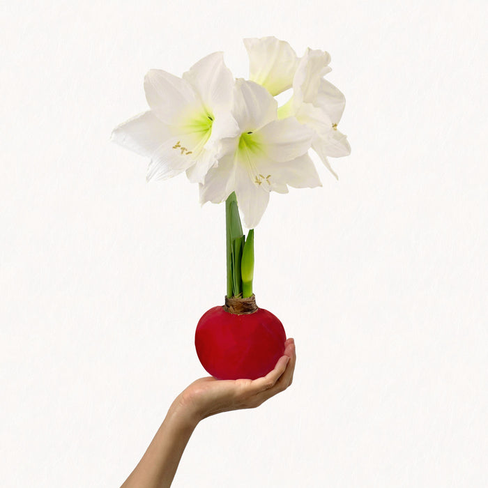 America250 Waxed Amaryllis Bulb Trio‎ with white + sovereign blooms