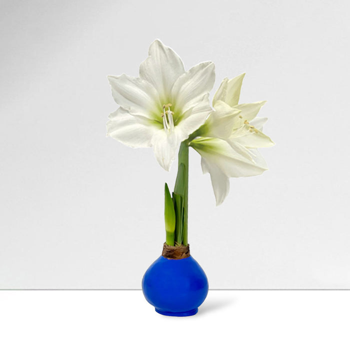 America250 Waxed Amaryllis Bulb Trio‎ with white + sovereign blooms