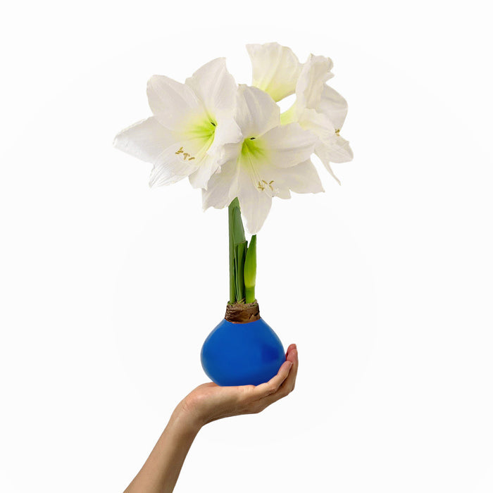 America250 Waxed Amaryllis Bulb Trio‎