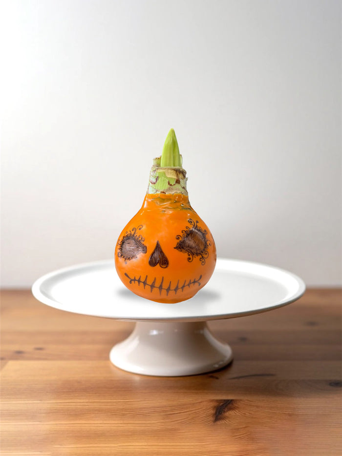 Artisan Decorated Pumpkin Bulb‎ with sovereign blooms