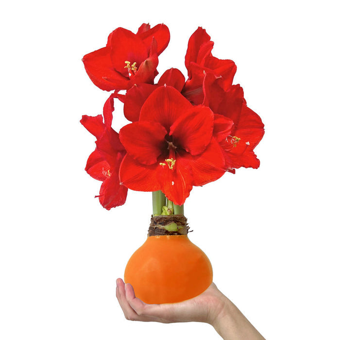 Autumn Orange Bulb‎ with sovereign blooms