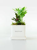 Be Well Tropical Desktop Garden