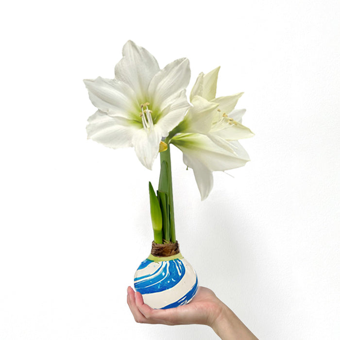 Blue & White Marbled Wax Bulb‎ with white blooms