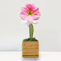 Blushing Bride Potted Amaryllis Bulb‎ with large, pink blooms