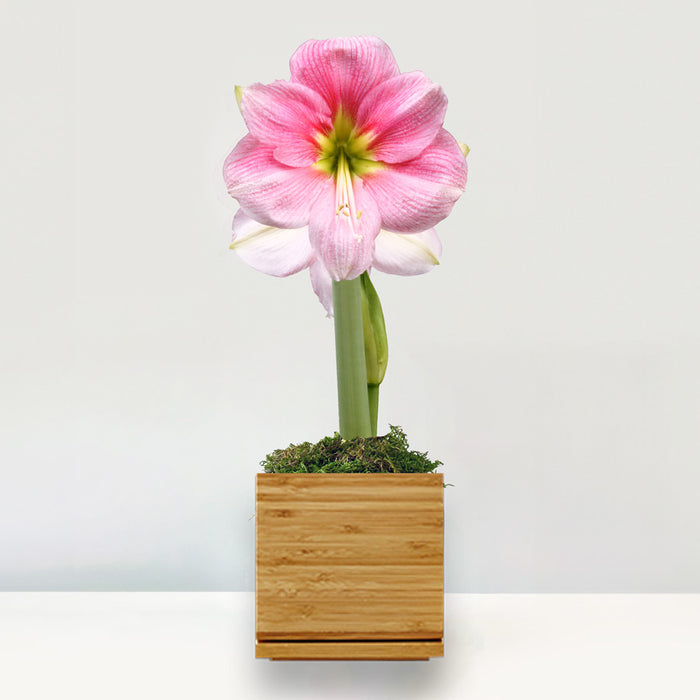 Blushing Bride Potted Amaryllis Bulb‎ with large, pink blooms