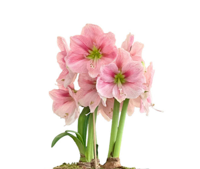 Bowl of Blushing Pink Blooms