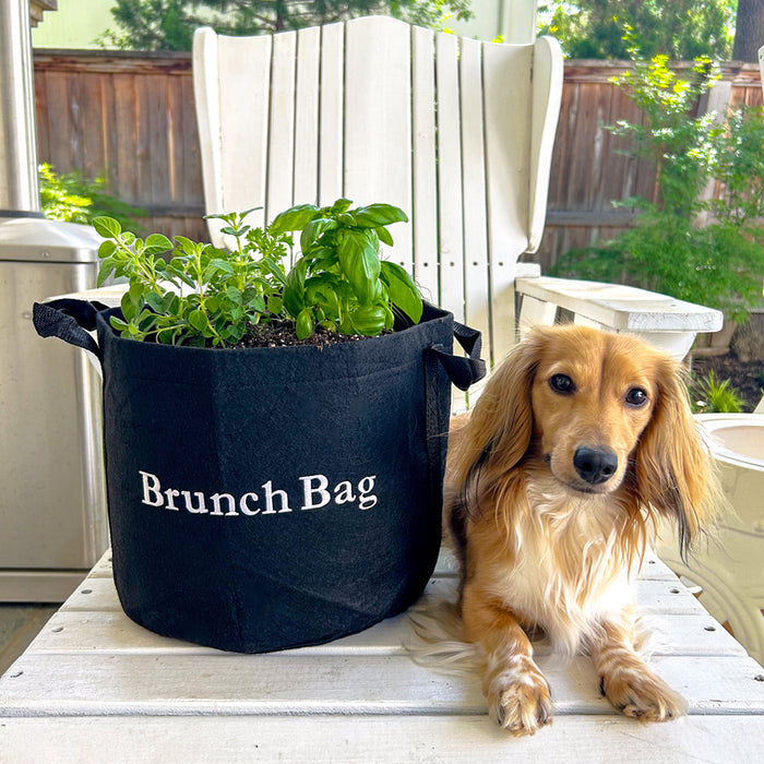Brunch Bag Garden Kit‎ with seasonal herb plants