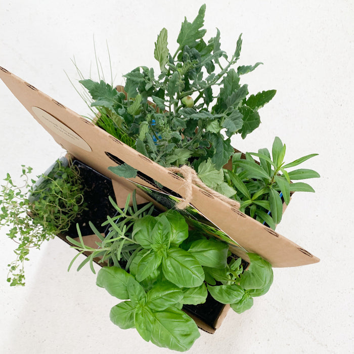 Brunch Bag Garden Kit‎ with seasonal herb plants