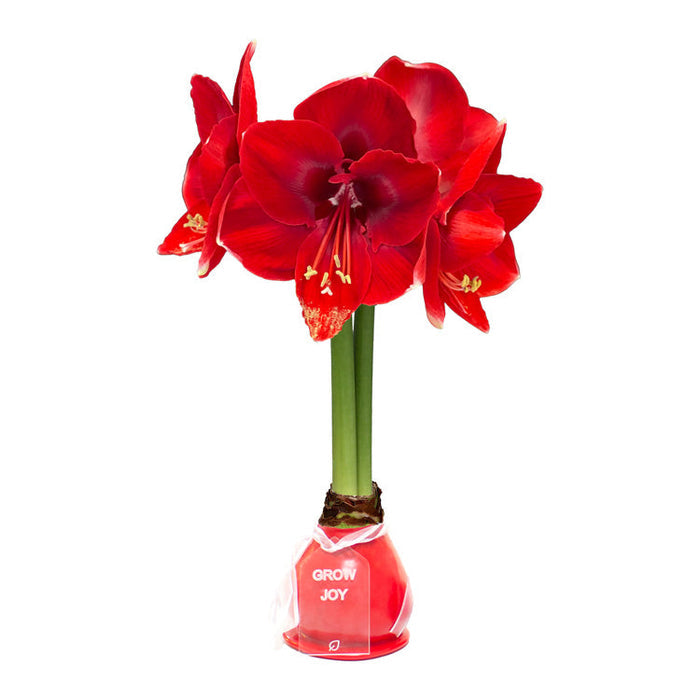 Crimson Red Waxed Amaryllis Bulb‎ with red blooms
