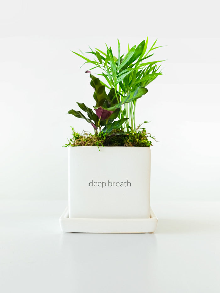 Custom Desktop Garden (DEMO)