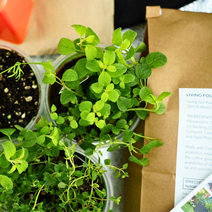 Everyday Good Herb Garden Kit‎ with culinary herb plants