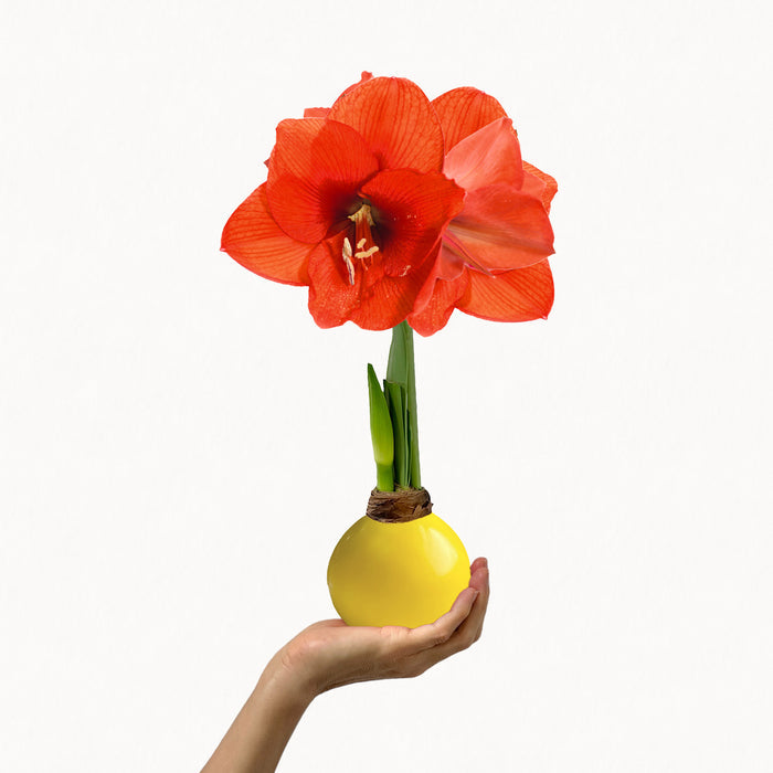 Fall Yellow Waxed Amaryllis Bulb‎ with sovereign blooms