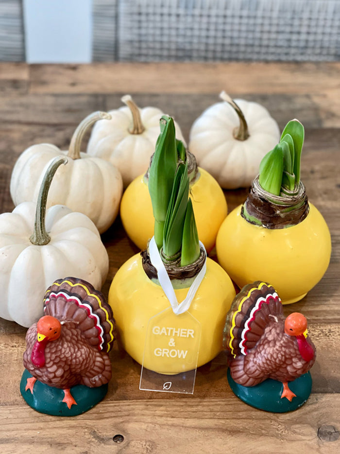 Fall Yellow Waxed Amaryllis Bulb‎ with sovereign blooms