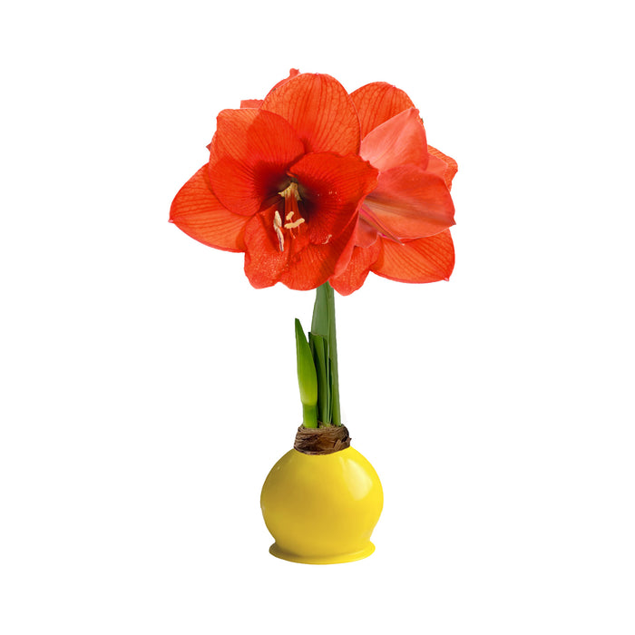 Fall Yellow Waxed Amaryllis Bulb‎ with sovereign blooms
