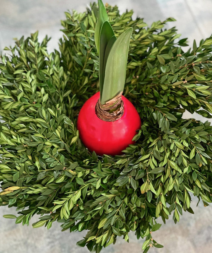 Fresh Boxwood Candle Ring Wreath, 15"