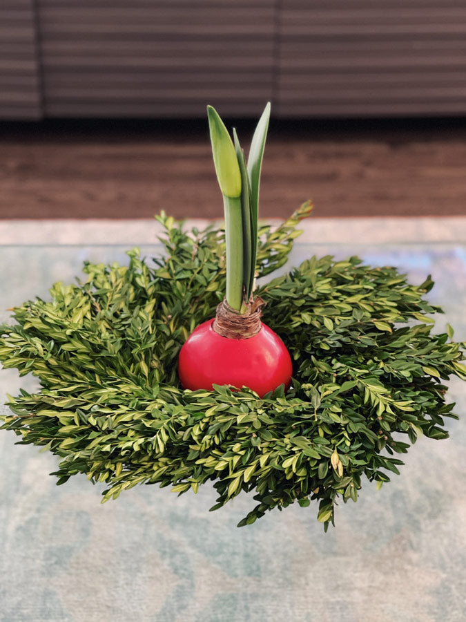 Fresh Boxwood Candle Ring Wreath, 15"