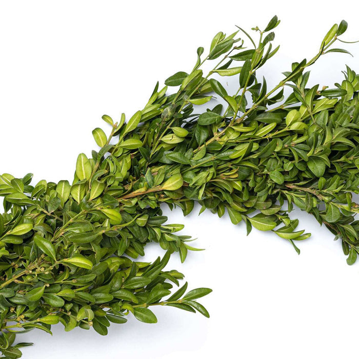 Fresh Boxwood Candle Ring Wreath, 15"