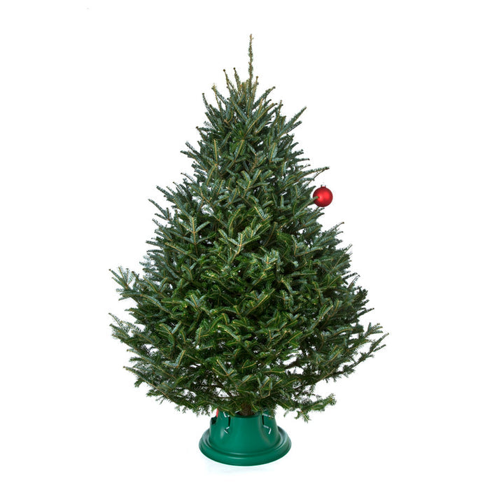 Fresh Cut Fraser Fir Christmas Tree