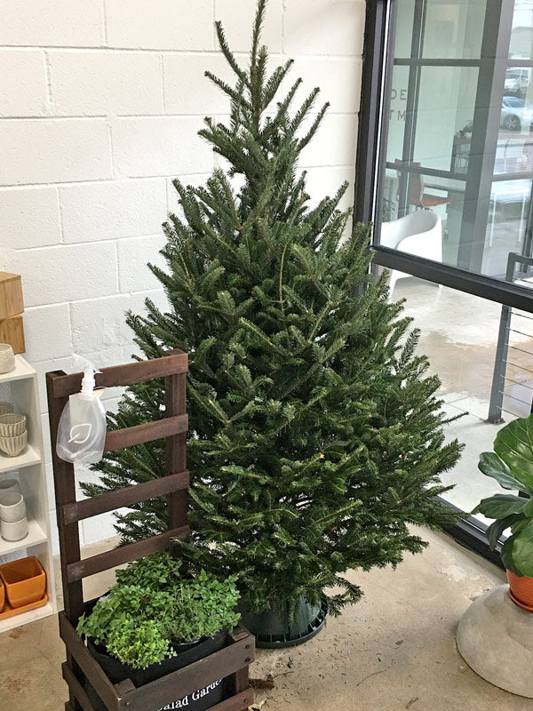 Fresh Cut Fraser Fir Christmas Tree