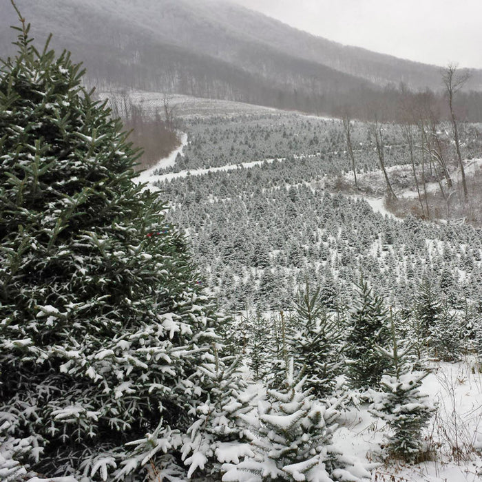 Fresh Cut Fraser Fir Christmas Tree