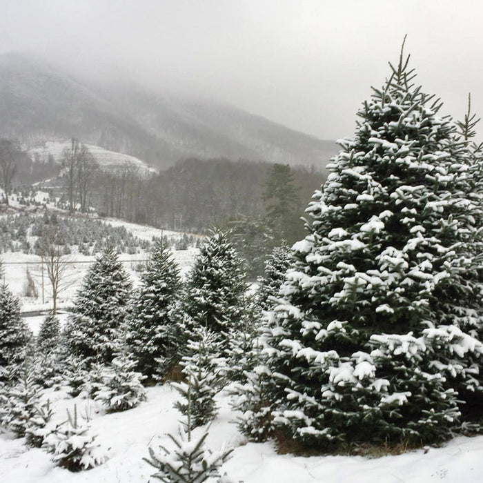Fresh Cut Fraser Fir Christmas Tree
