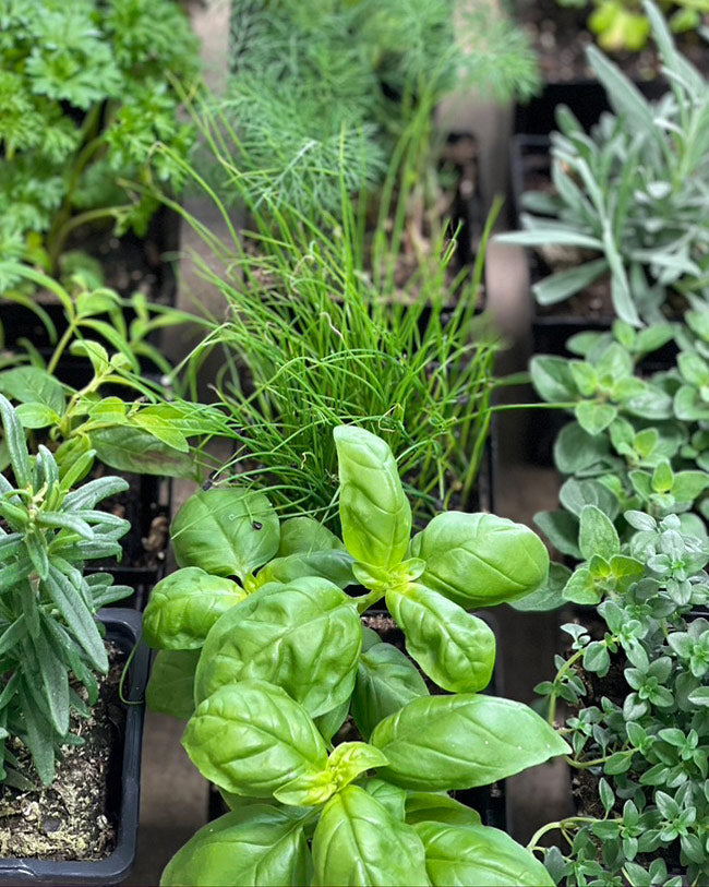 Garden Kit