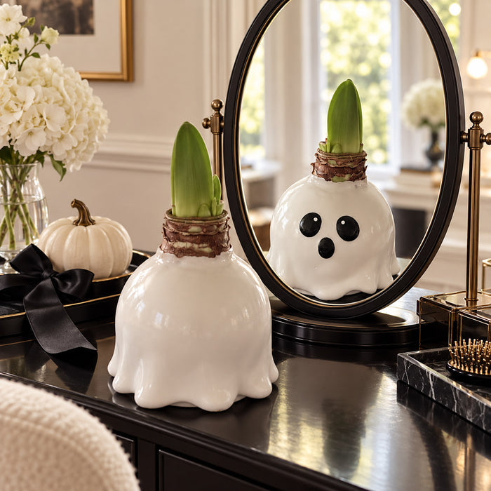 Ghost Waxed Amaryllis Collector's Bulb‎ with sovereign blooms