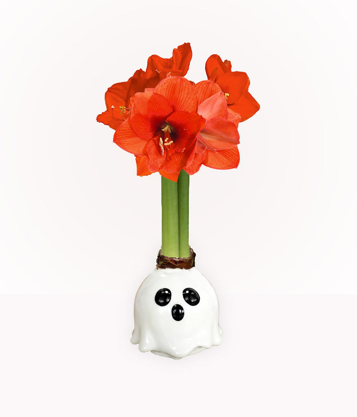 Ghost Waxed Amaryllis Collector's Bulb‎ with sovereign blooms