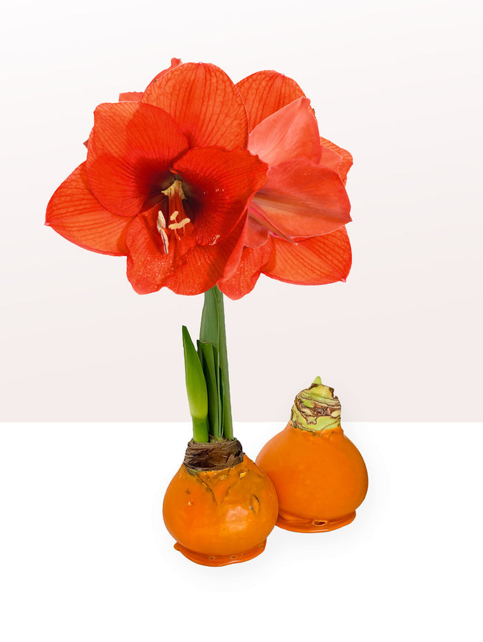 Giving Thanks Waxed Amaryllis Sovereign Bulb Gift Set