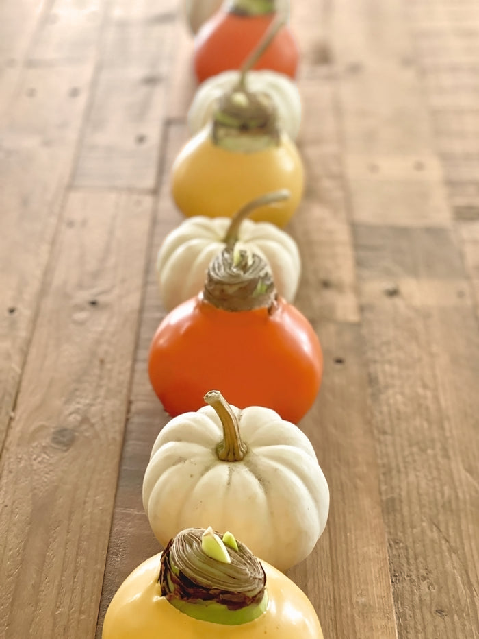 Giving Thanks Waxed Amaryllis Sovereign Bulb Gift Set