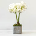 Grow Joy Amaryllis Desktop Plant