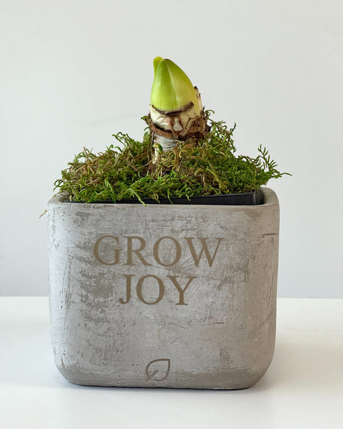 Grow Joy Amaryllis Desktop Plant