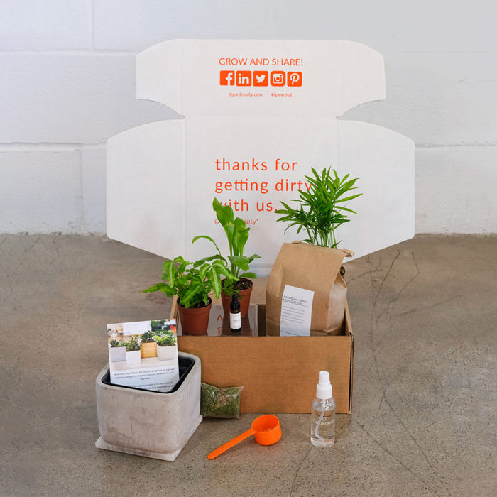 Grow Joy Tropical Desktop Garden