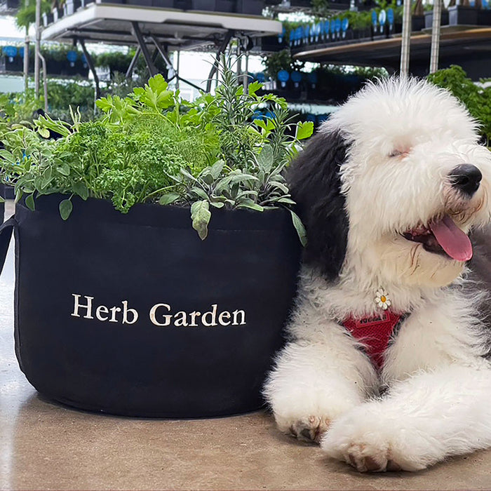 Herb Garden Kit‎ with seasonal culinary herbs