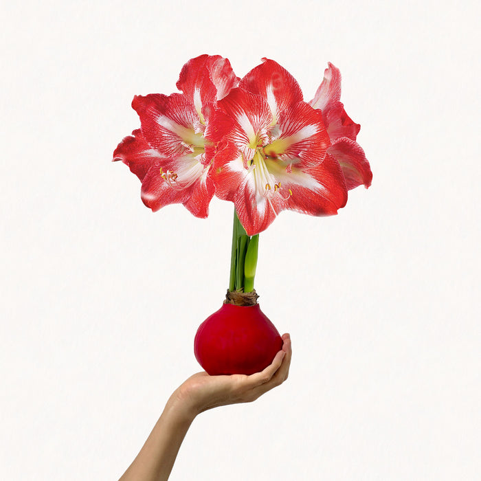 Holiday Wax-Dipped Amaryllis Bulb‎ with minerva blooms