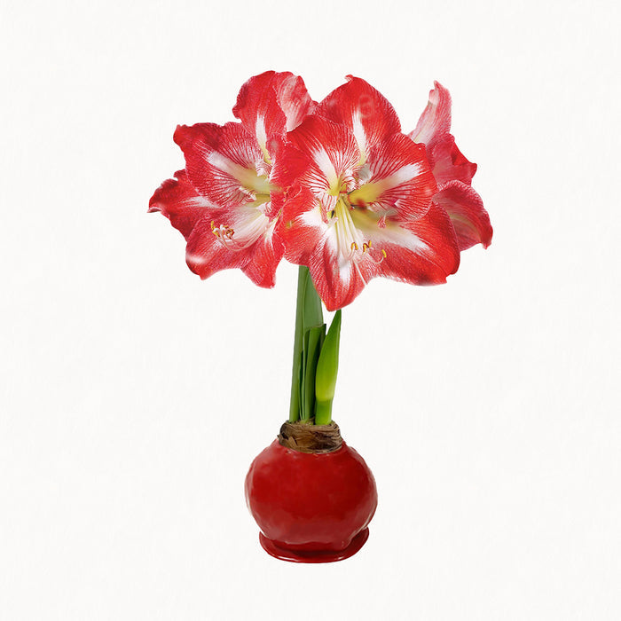 Holiday Wax-Dipped Amaryllis Bulb‎ with minerva blooms