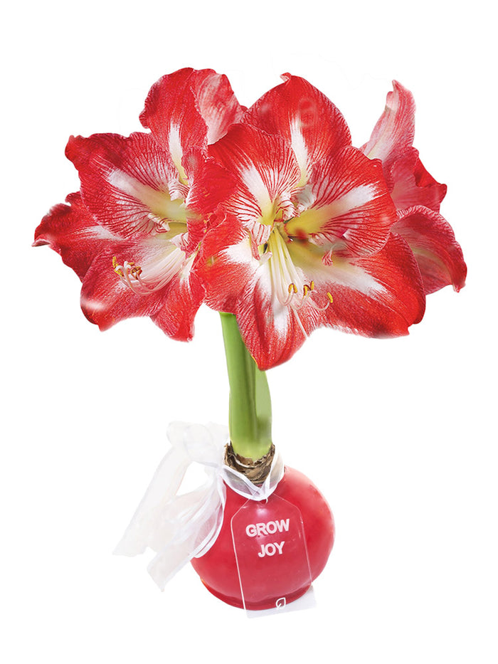 Holiday Wax-Dipped Amaryllis Bulb‎ with minerva blooms