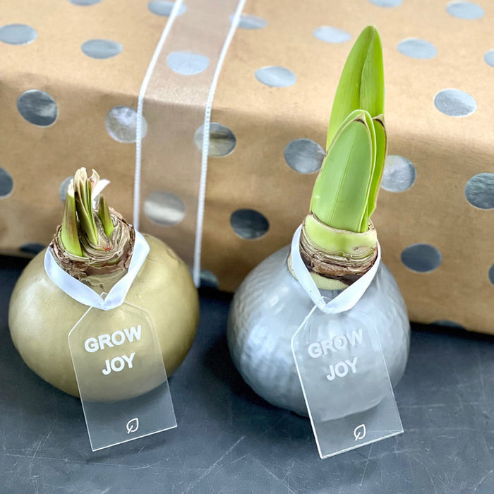 Holiday Waxed Amaryllis Bulb with XL White Blooms
