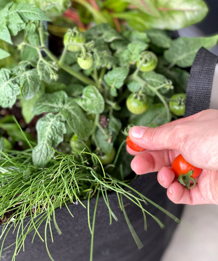Homegrown Giftable Garden