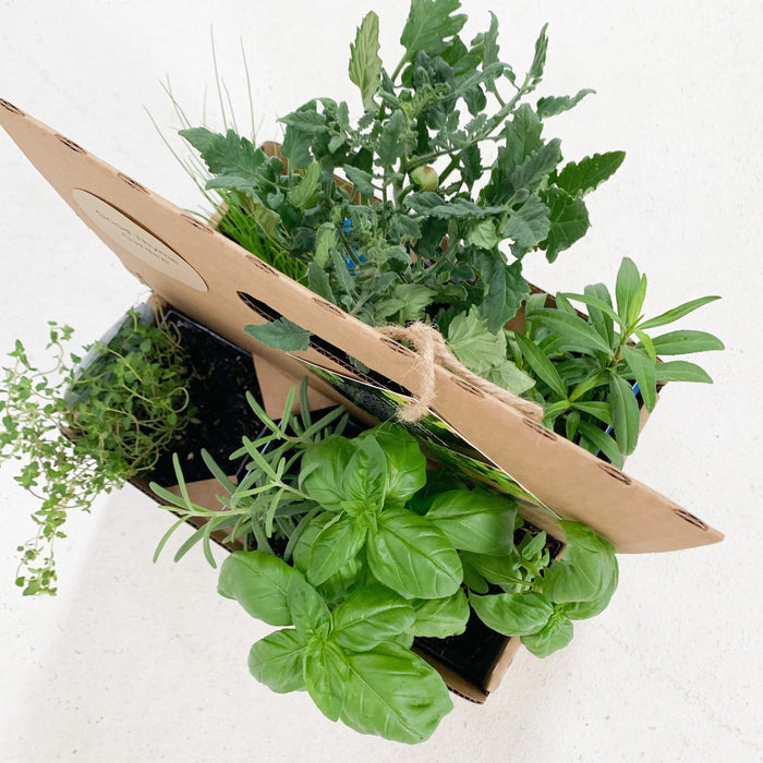 Homegrown Giftable Garden