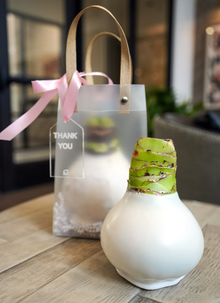Hope Grows White Waxed Amaryllis Bulb Gift Set‎ in support of Breast Cancer Awareness Month