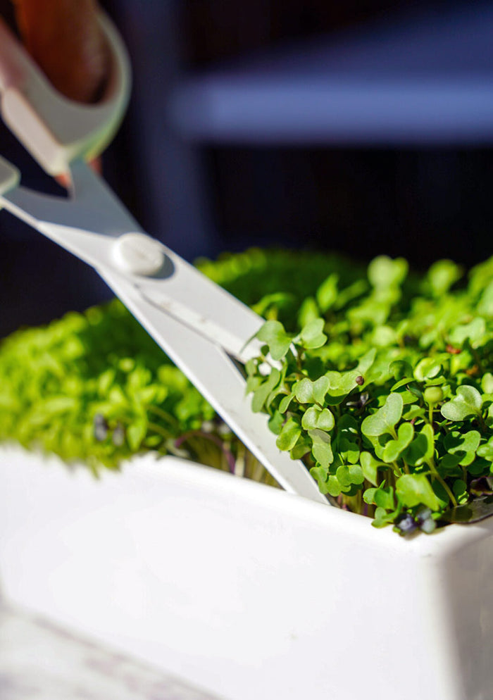 Indoor Microgreens Growing Kit with Mincing Scissors