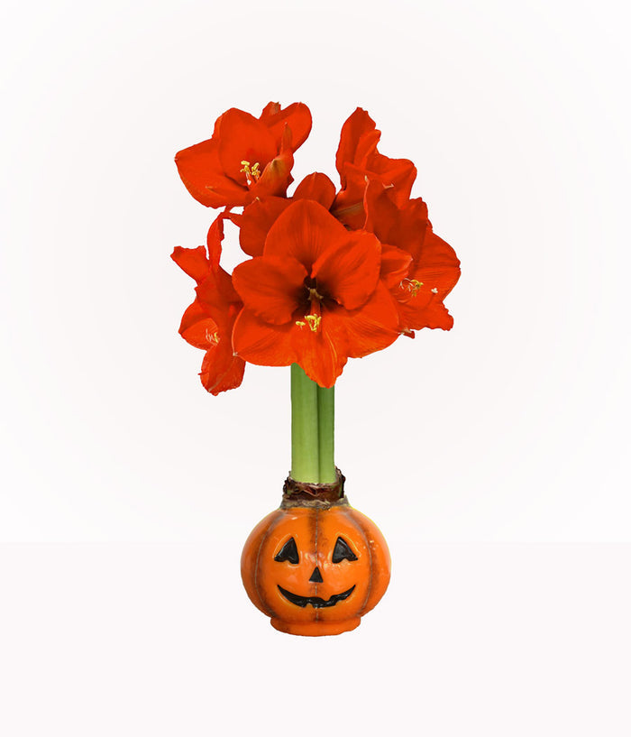 Jack-O-Lantern Waxed Amaryllis Collector's Bulb‎ with sovereign blooms