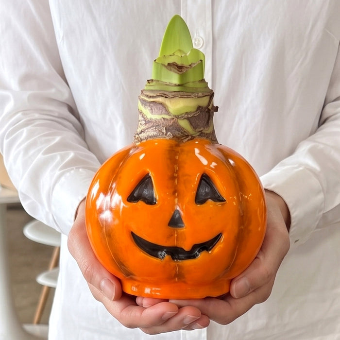 Jack-O-Lantern Waxed Amaryllis Collector's Bulb‎ with sovereign blooms