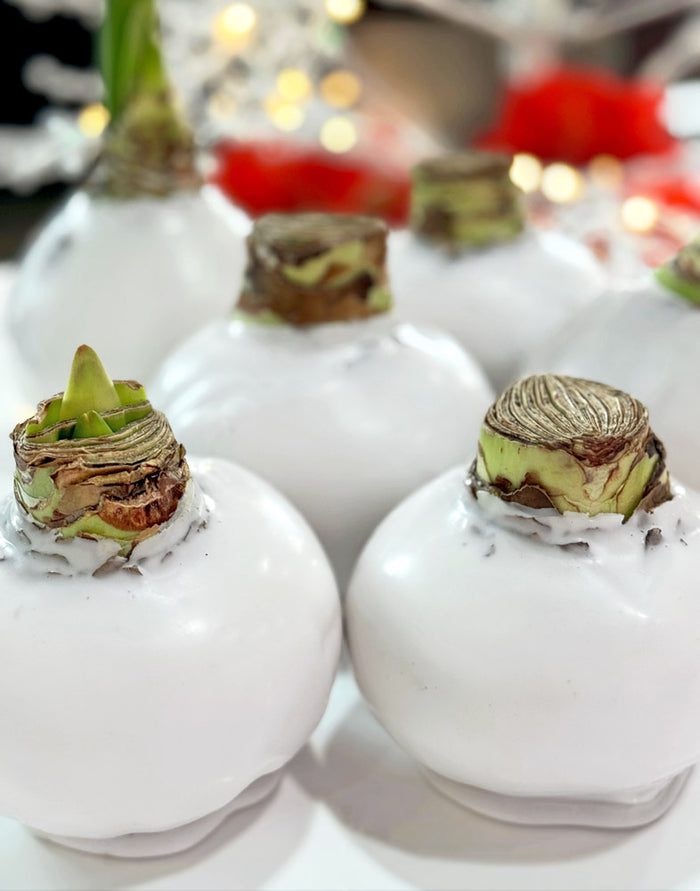 Jumbo Waxed Amaryllis Bulb‎ with bright white blooms