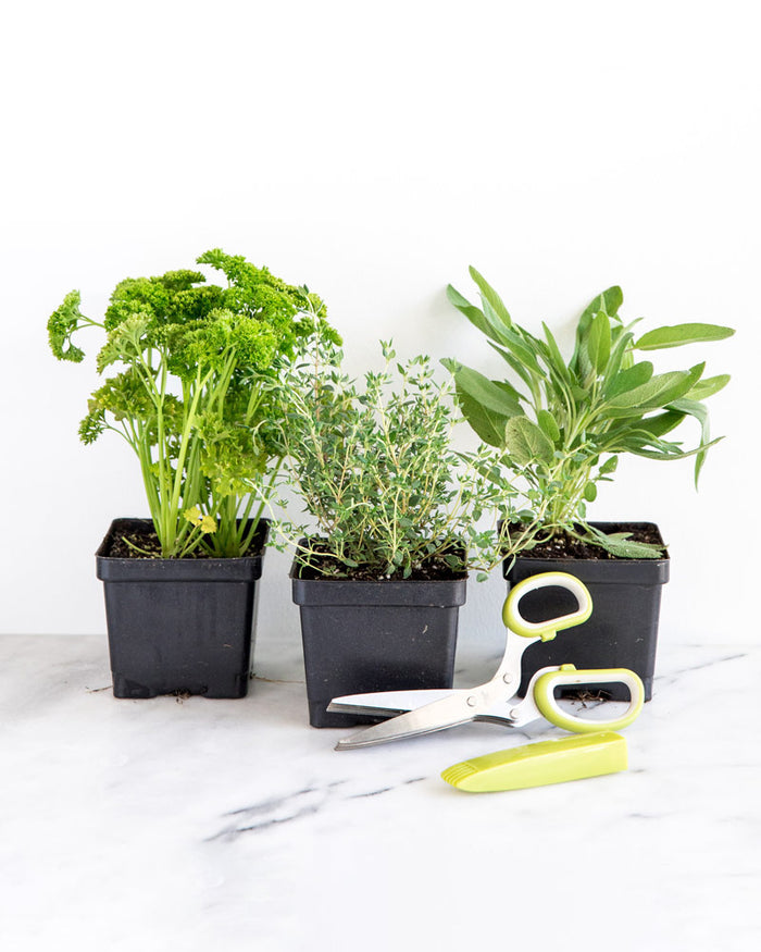 Kitchen Herb Plant Collection