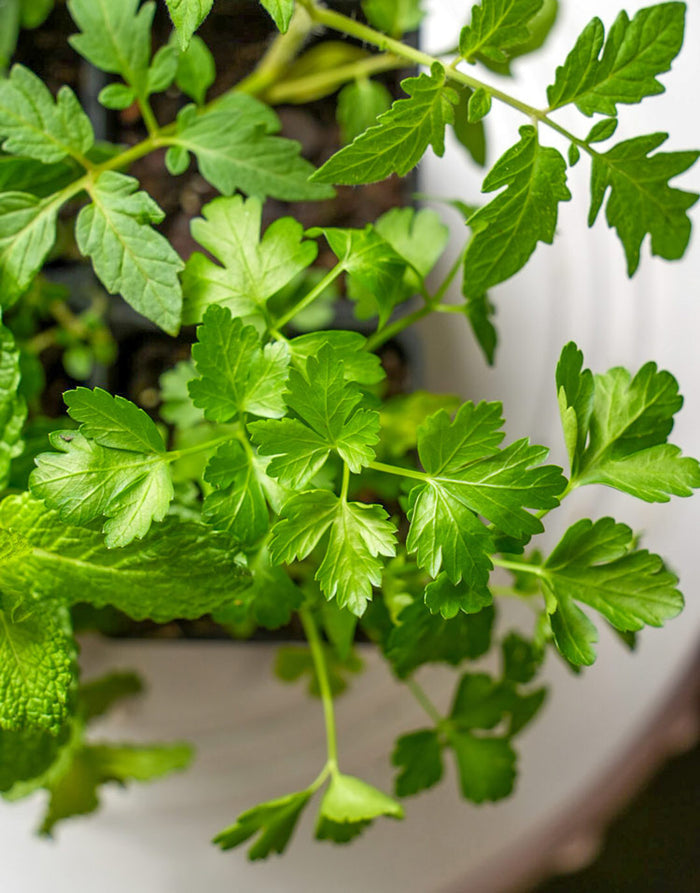 Kitchen Herb Plant Collection